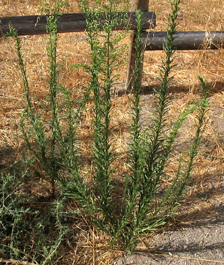 Detailed Picture 4 of Erigeron canadensis