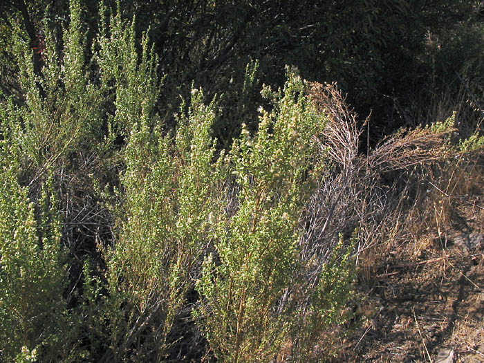 Detailed Picture 6 of Baccharis pilularis ssp. consanguinea