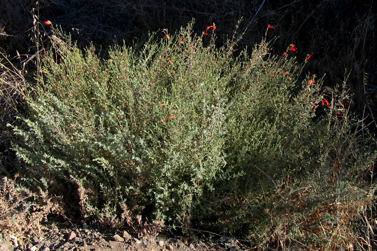 Detailed Picture 5 of Epilobium canum ssp. canum