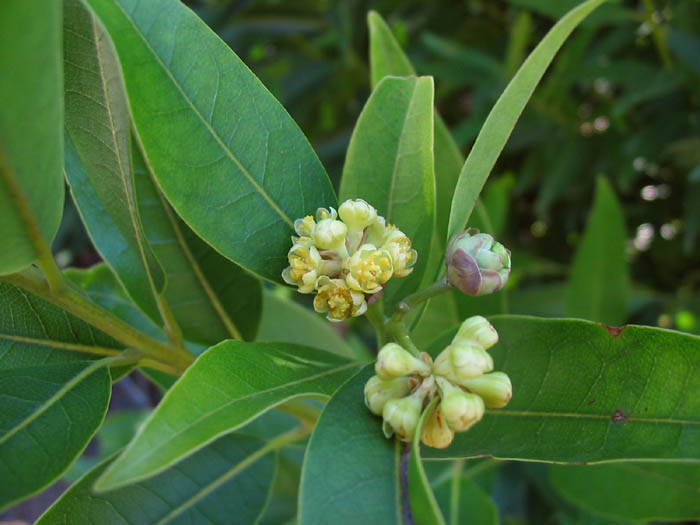 Detailed Picture 3 of Umbellularia californica