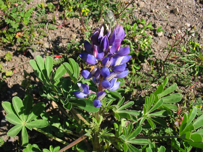 Detailed Picture 3 of Lupinus succulentus