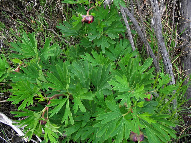 Detailed Picture 2 of Paeonia californica