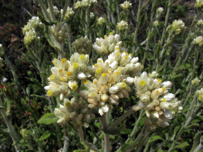 Detailed Picture 3 of Pseudognaphalium biolettii