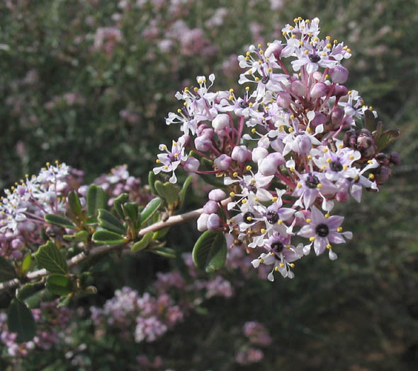 Detailed Picture 4 of Ceanothus megacarpus var. megacarpus