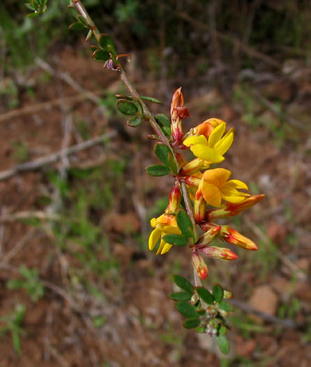 Detailed Picture 4 of Acmispon glaber