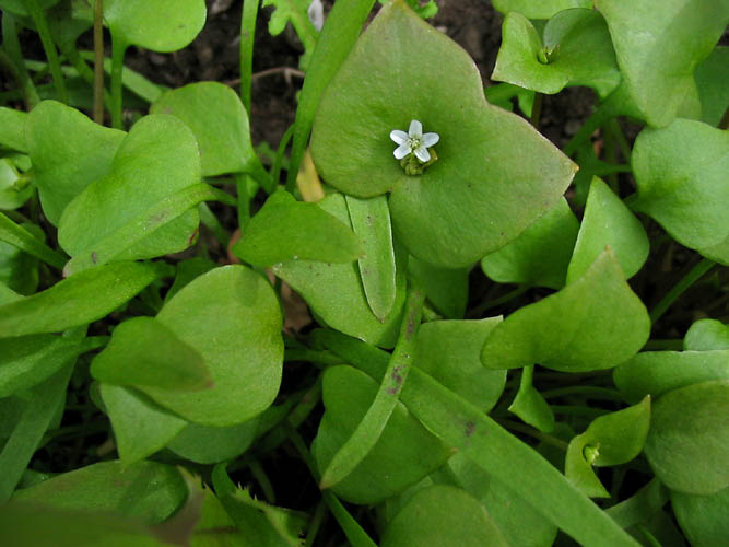 Detailed Picture 1 of Claytonia perfoliata