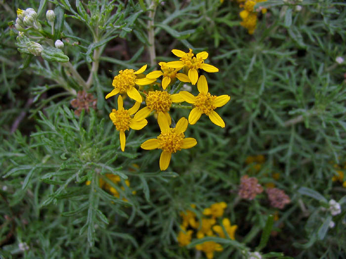 Detailed Picture 4 of Eriophyllum confertiflorum var. confertiflorum