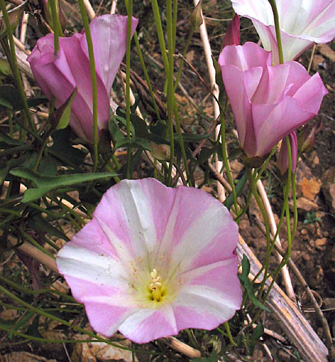 Detailed Picture 2 of Calystegia macrostegia ssp. cyclostegia