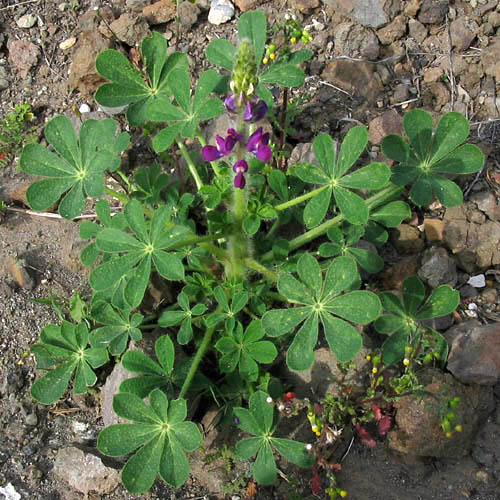 Detailed Picture 3 of Lupinus hirsutissimus