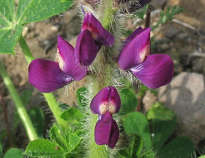 Detailed Picture 1 of Lupinus hirsutissimus