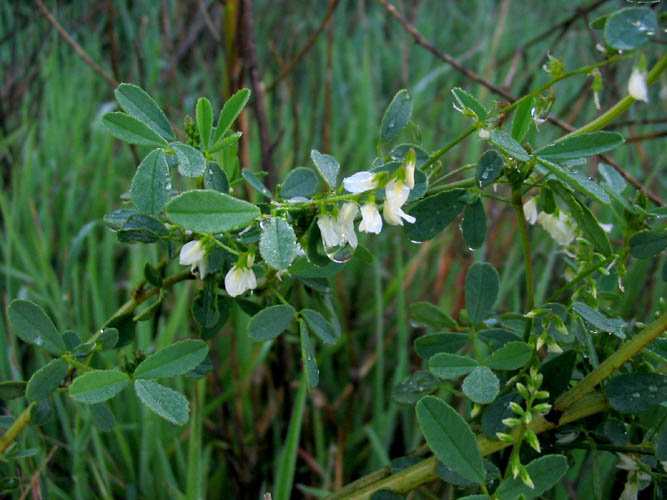Detailed Picture 4 of Melilotus albus