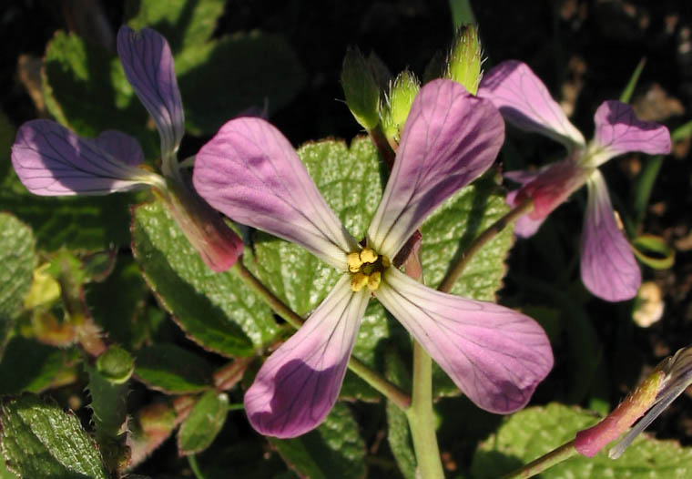 Detailed Picture 2 of Raphanus sativus