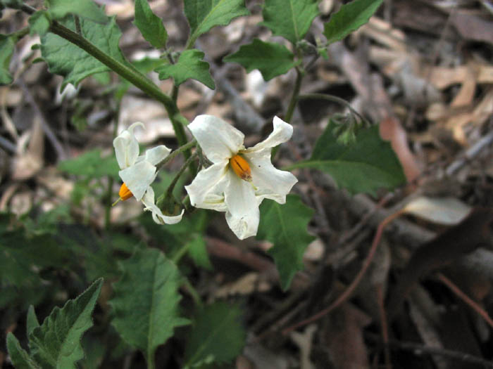 Detailed Picture 4 of Solanum douglasii