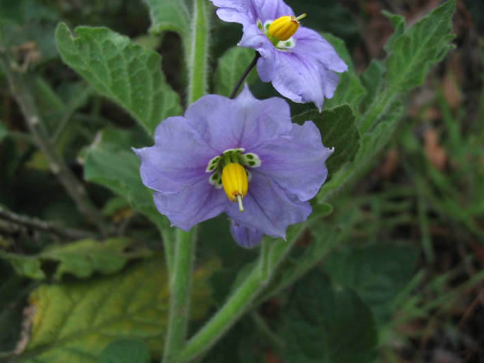Detailed Picture 1 of Solanum xanti