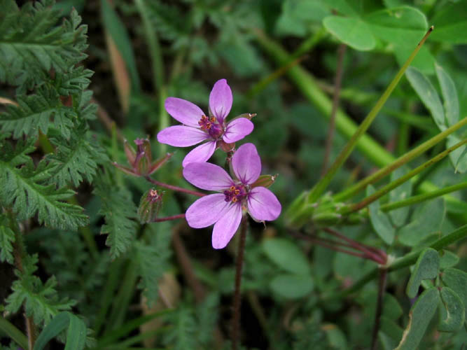 Detailed Picture 3 of Erodium cicutarium