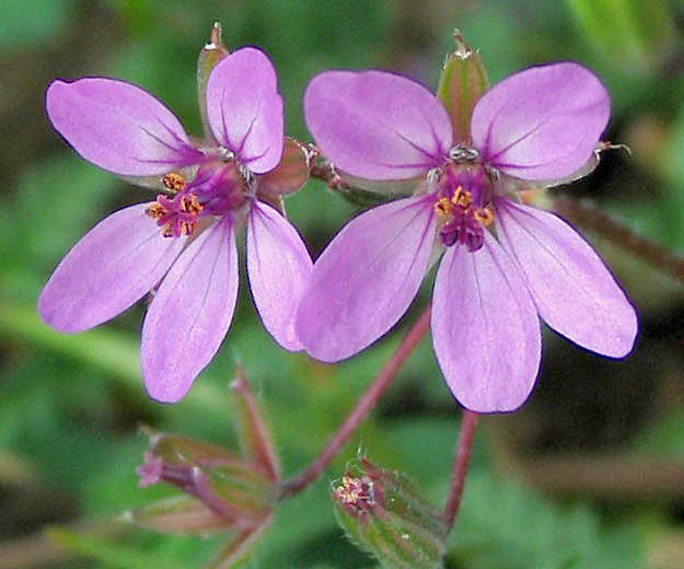 Detailed Picture 1 of Erodium cicutarium