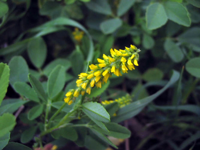 Detailed Picture 4 of Melilotus indicus