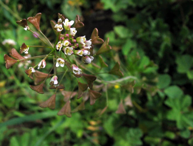 Detailed Picture 5 of Capsella bursa-pastoris