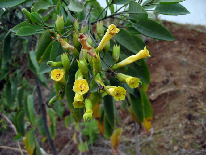 Detailed Picture 3 of Nicotiana glauca