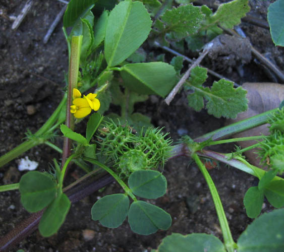 Detailed Picture 6 of Medicago polymorpha