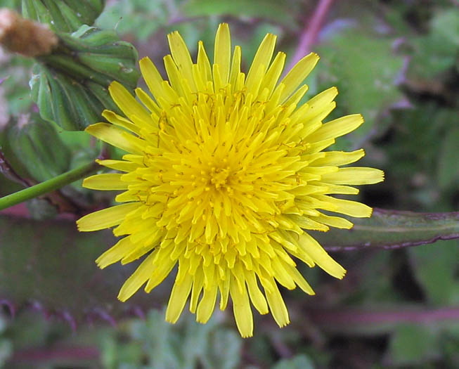 Detailed Picture 1 of Sonchus oleraceus