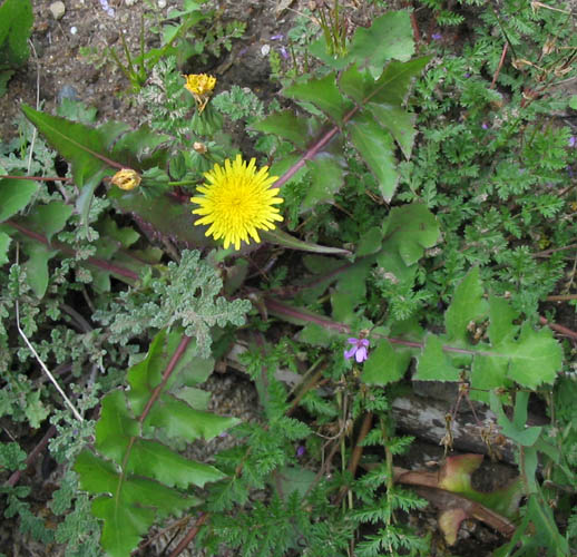 Detailed Picture 4 of Sonchus oleraceus