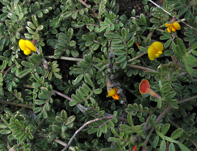 Detailed Picture 4 of Acmispon strigosus