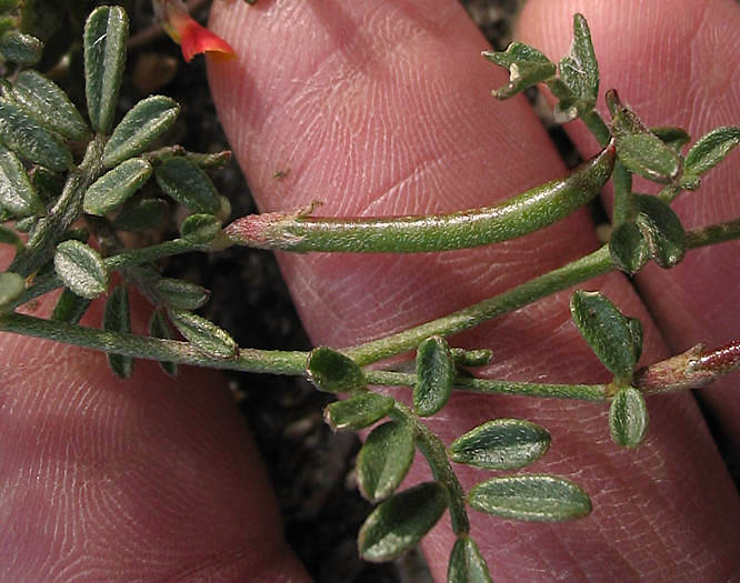 Detailed Picture 5 of Acmispon strigosus