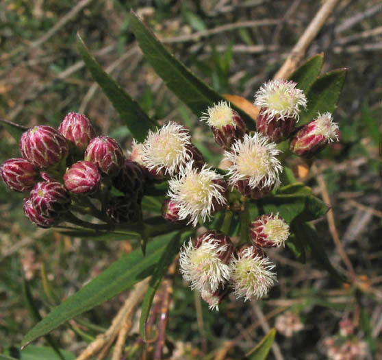 Detailed Picture 1 of Baccharis salicifolia ssp. salicifolia