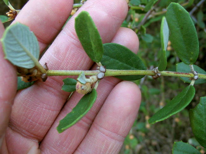 Detailed Picture 4 of Ceanothus crassifolius var. crassifolius