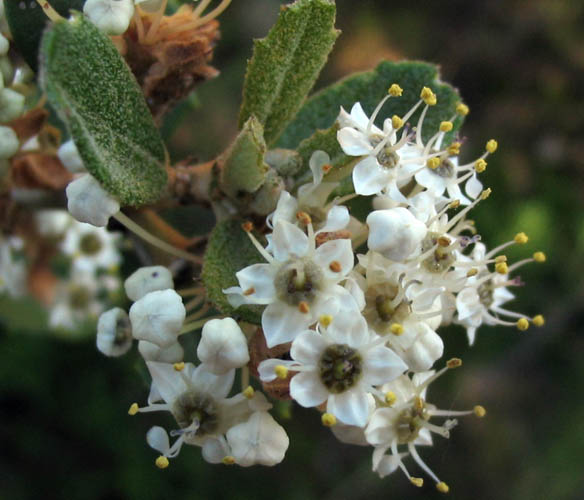 Detailed Picture 3 of Ceanothus crassifolius var. crassifolius