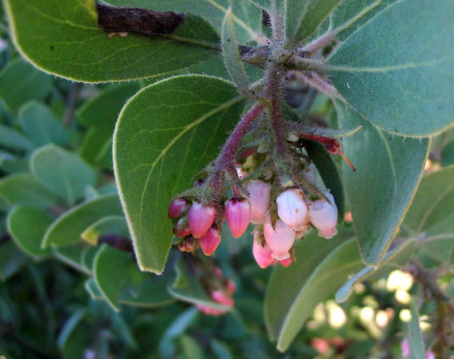 Detailed Picture 1 of Arctostaphylos glandulosa