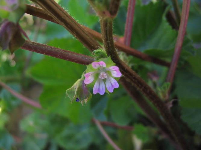 Detailed Picture 3 of Malva parviflora