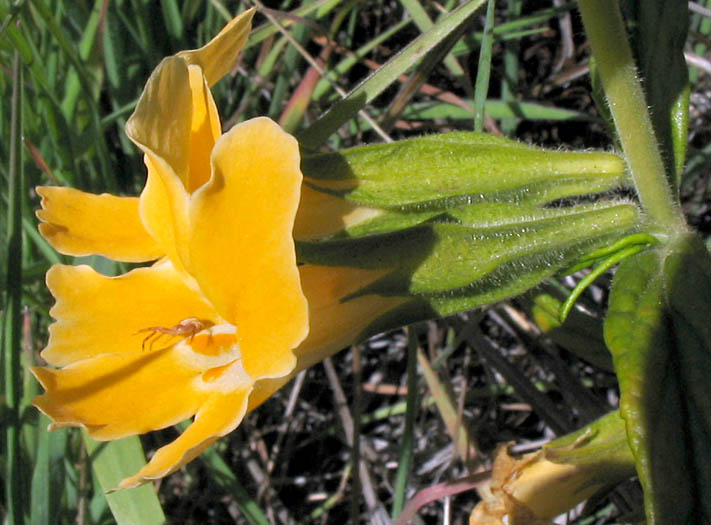 Detailed Picture 2 of Diplacus longiflorus