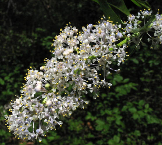 Detailed Picture 4 of Ceanothus spinosus