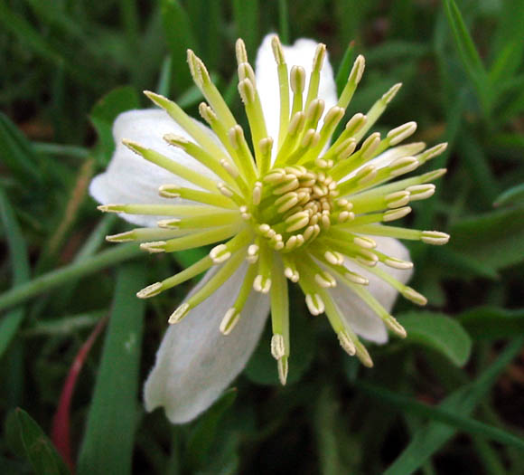 Detailed Picture 1 of Clematis lasiantha