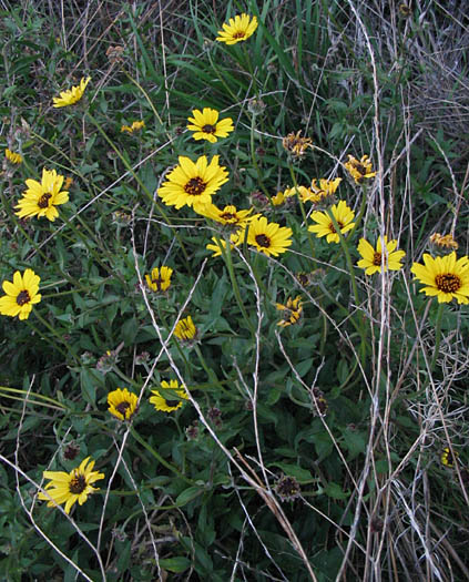 Detailed Picture 4 of Encelia californica