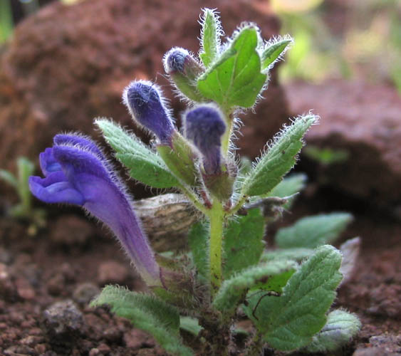 Detailed Picture 1 of Scutellaria tuberosa