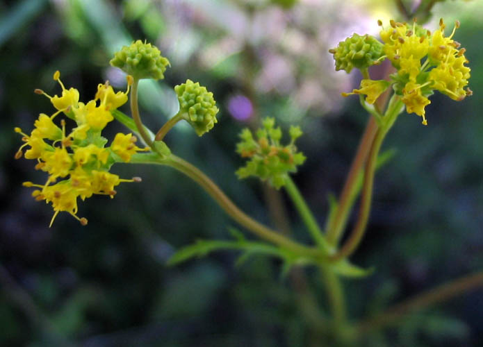 Detailed Picture 4 of Sanicula tuberosa