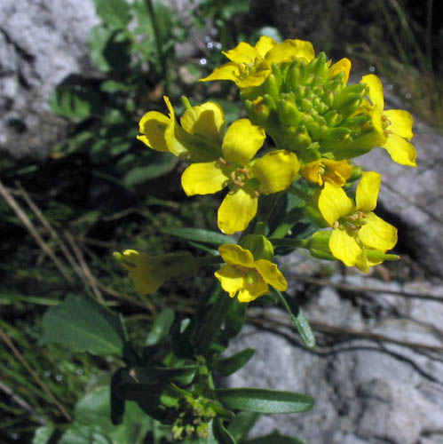 Detailed Picture 2 of Barbarea orthoceras