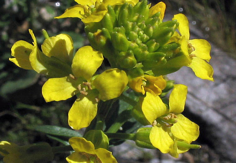 Detailed Picture 1 of Barbarea orthoceras