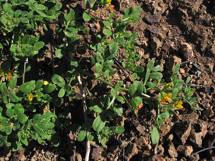 Detailed Picture 3 of Acmispon maritimus var. maritimus