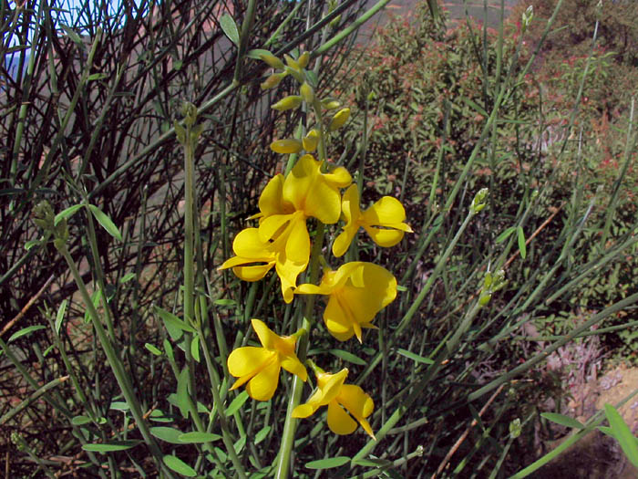 Detailed Picture 3 of Spartium junceum