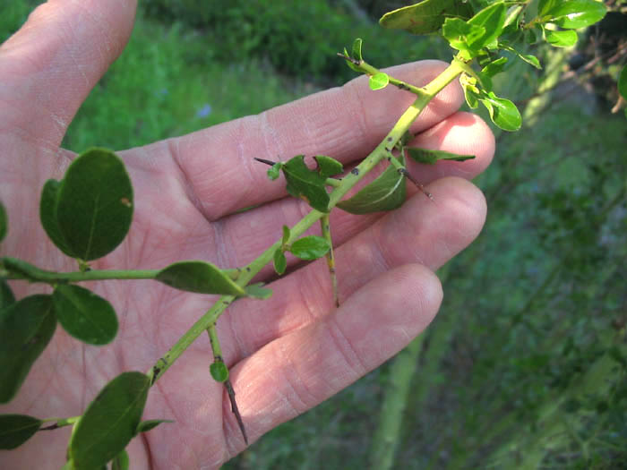 Detailed Picture 5 of Ceanothus spinosus