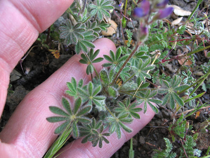 Detailed Picture 2 of Lupinus concinnus