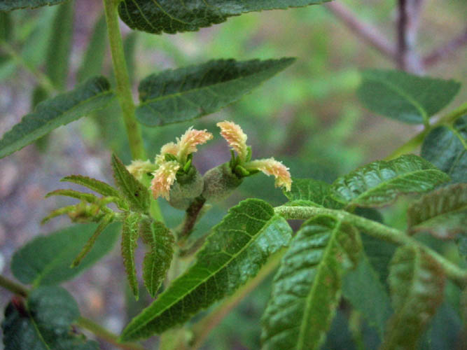 Detailed Picture 2 of Juglans californica