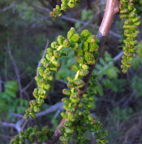 Detailed Picture 1 of Juglans californica