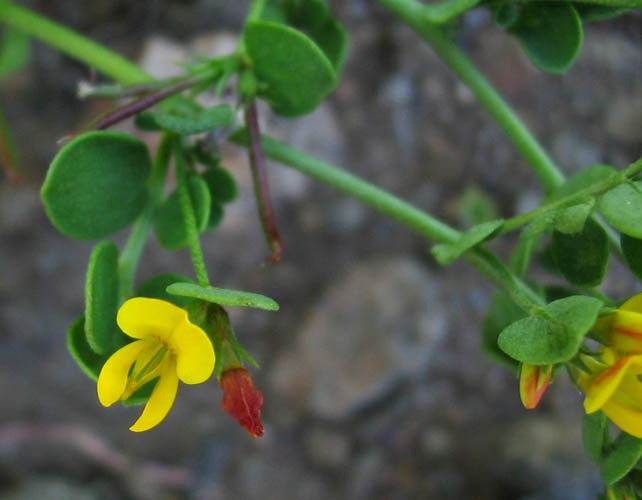 Detailed Picture 2 of Acmispon maritimus var. maritimus