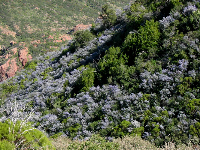 Detailed Picture 8 of Ceanothus oliganthus var. oliganthus