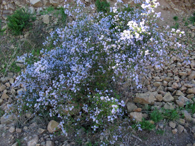 Detailed Picture 7 of Ceanothus oliganthus var. oliganthus